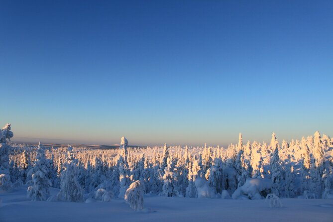 snowshoe-in-a-winter-forest