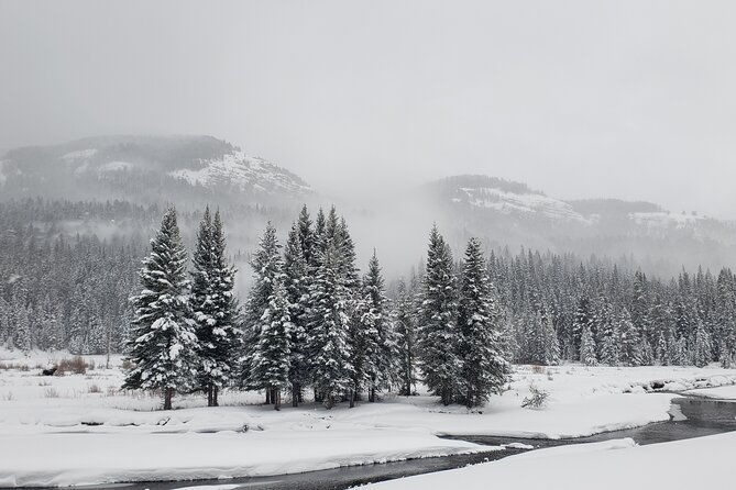 snowshoe-or-xc-ski-in-north-yellowstone-half-day