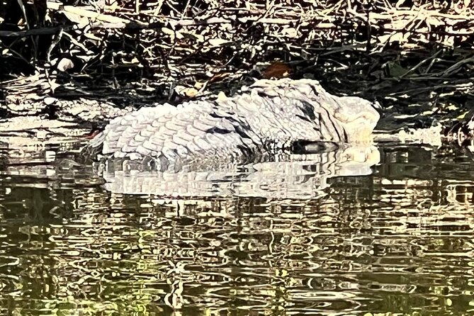space-coast-manatee-coastal-wildlife-kayak-tour