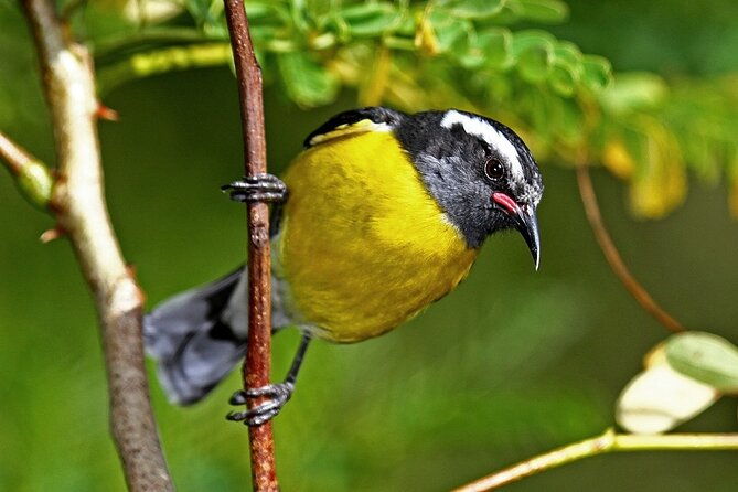 st-martin-st-maarten-small-group-birding-tour-bird-watching-tour