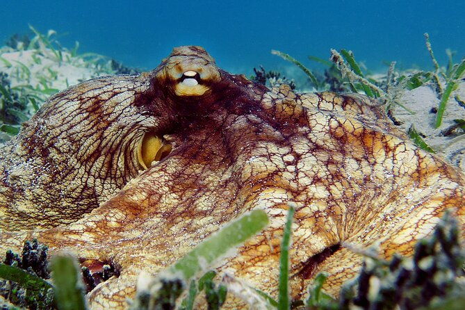 st-thomas-kayak-and-sea-turtle-snorkel-excursion
