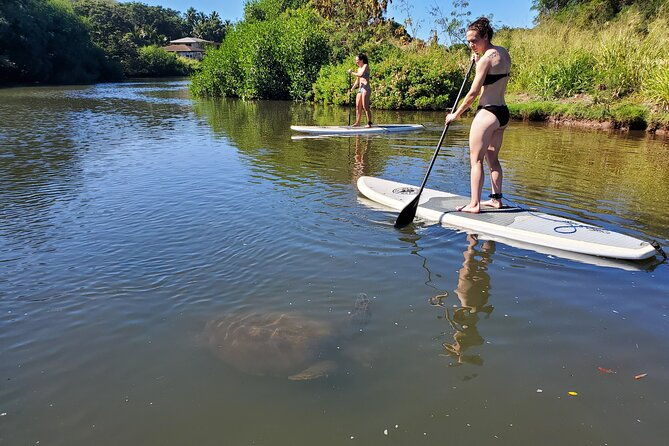 stand-up-paddle-nature-and-turtle-tour-guaranteed-to-see-turtles