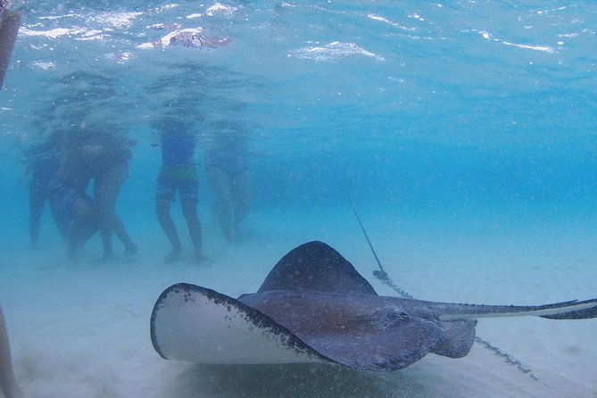 starfish-and-stingray-city-fun-tour-with-reef-snorkeling-3-stops-2