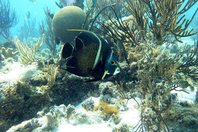 starfish-point-stingray-city-sandbar-coral-gardens