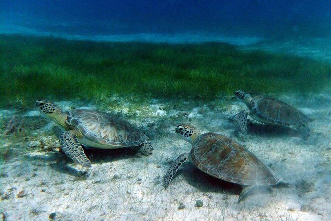 sunday-funday-turtle-cove-snorkel-water-island-beach-excursion