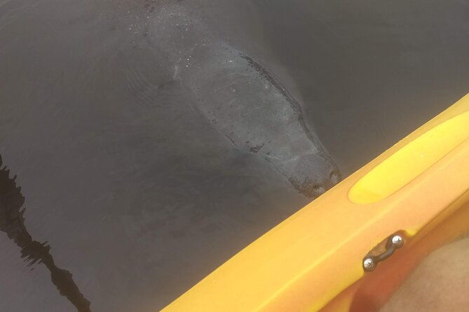 sunset-kayaking-tour-at-manatee-cove-with-manatee-dolphin-sightings-2