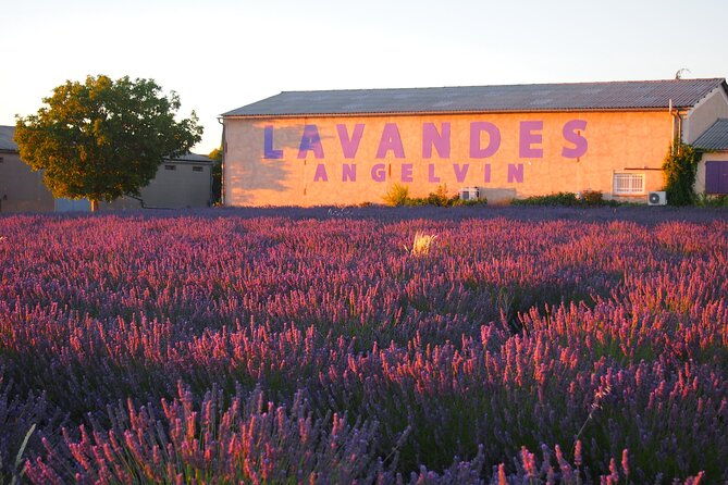 sunset-lavender-tour-in-valensole-with-pickup-from-marseille-2
