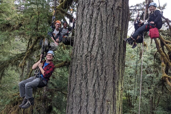sunset-tree-climb-at-silver-falls-state-park