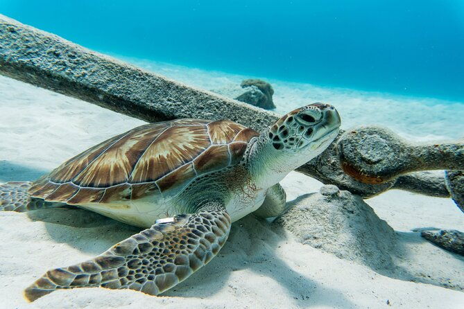 swim-with-turtles-at-turtle-bay-curacao-boat-blue-room-cave
