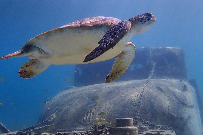swim-with-turtles