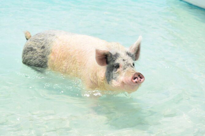 swimming-with-pigs-in-nassau-transportation-included