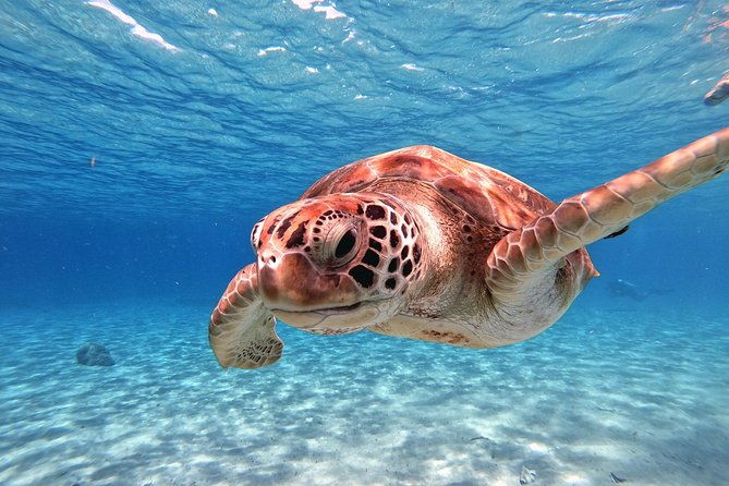 swimming-with-sea-turtles-with-the-award-winner