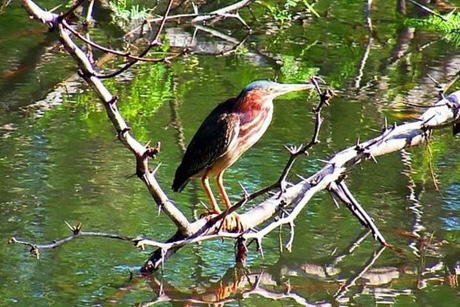 tamarindo-estuary-boat-safari
