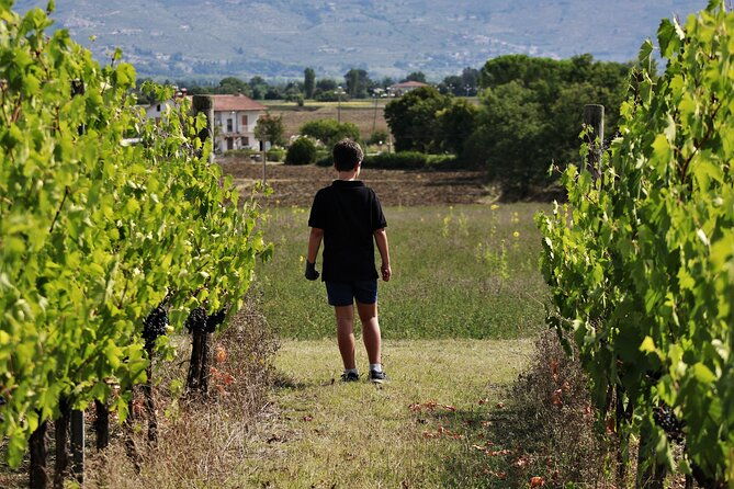 tasting-selection-of-4-wines-in-montefalco