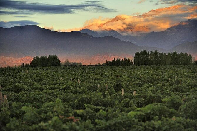 tastings-and-lunch-at-the-uco-valley-wineries