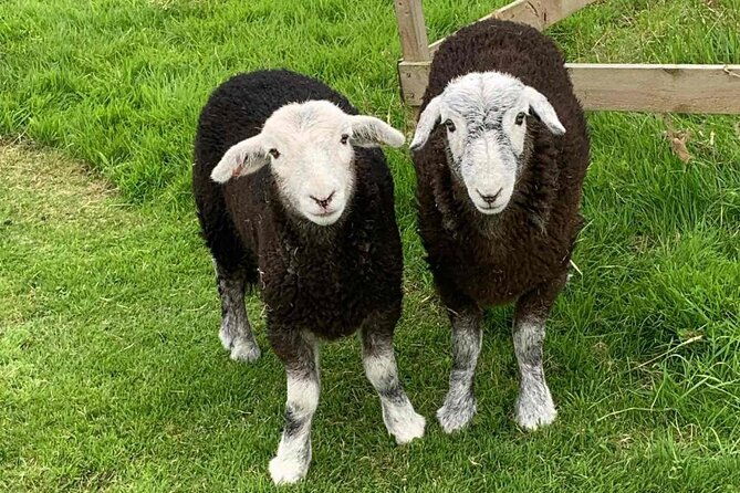 tea-with-naughty-sheep