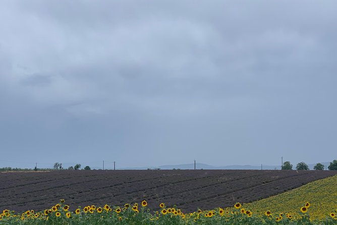 the-lavender-tour-from-marseille-or-aix-en-provence