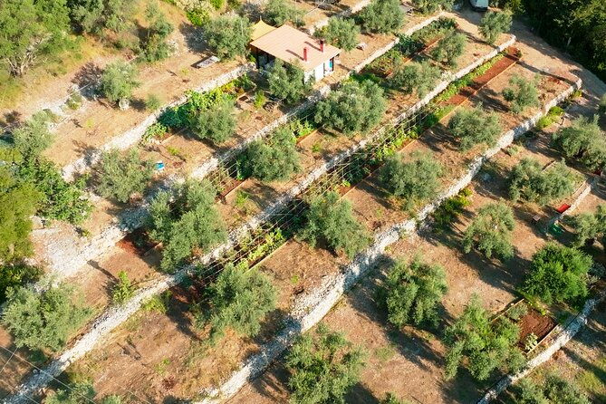 the-olive-oil-experience-lefkada-micro-farm-2