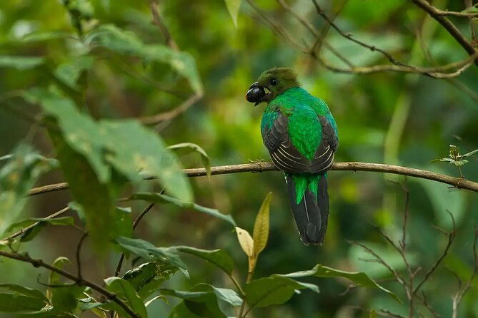 the-quetzal-tour-in-monteverde