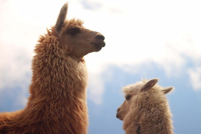 the-ultimate-6-day-route-through-ecuadors-andes-and-amazon-tour