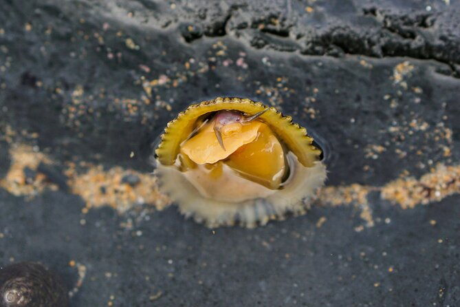 tide-pool-safari-in-monte-clerigo-beach