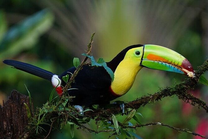 tortuguero-canoe-tour-night-jungle-tour-cerro-viewpoint-tour