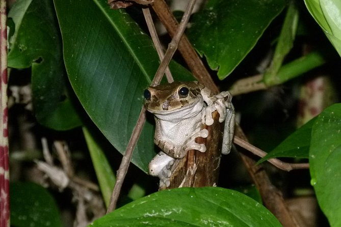 tortuguero-most-popular-canoe-and-night-tour-jul-oct-turtle