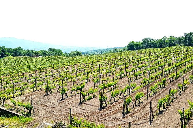 tour-of-etna-on-foot-food-and-wine-tasting-in-the-etna-winery