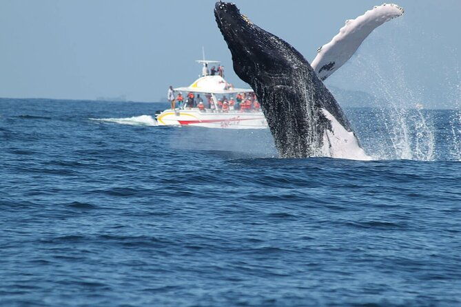 tour-with-whale-watching-in-samana-beach-and-waterfall