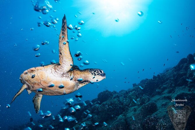 try-scuba-diving-in-kauai-from-a-boat-for-non-certified-divers