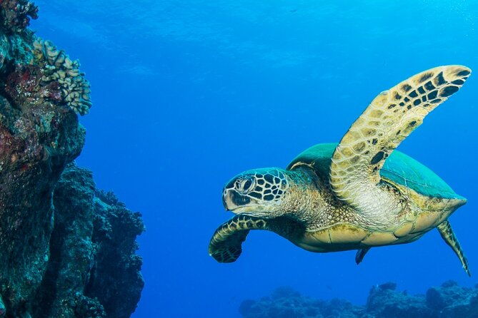 try-scuba-diving-on-kauai-with-sea-turtles