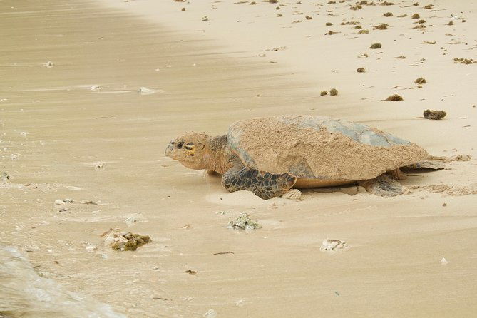 turtle-watching