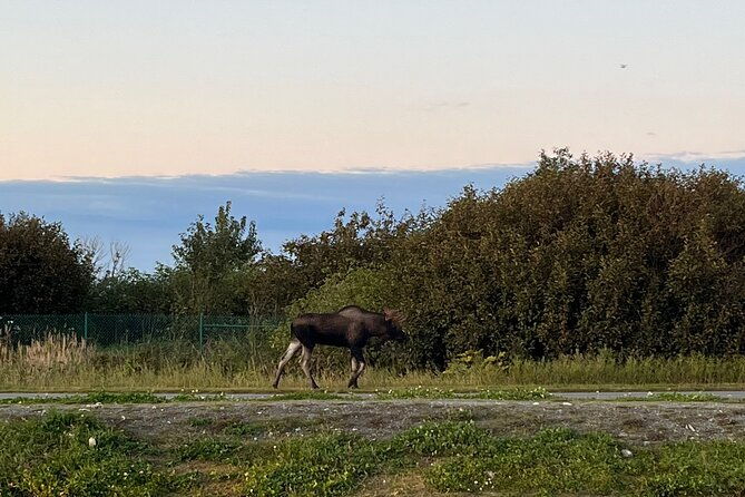 ultimate-anchorage-winter-wildlife-sunset-tour