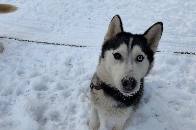 ultimate-husky-dog-sledding-experience-in-latvia-private-tour-from-riga