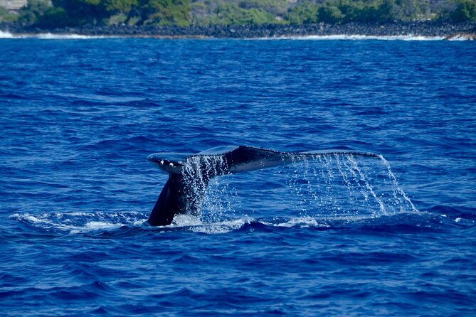 ultimate-kona-dolphin-watch-kealakekua-bay-snorkel