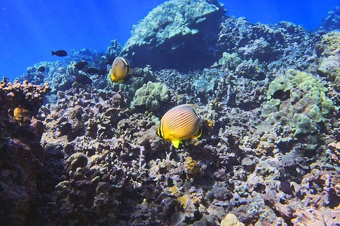 unlimited-guided-snorkeling-tour-for-beginners-plus