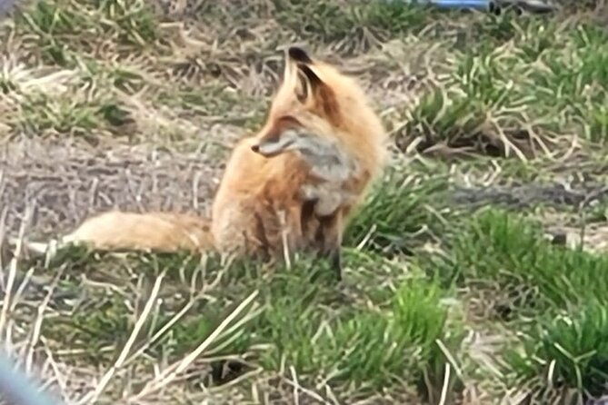 vip-tour-from-anchorage-to-alaska-wildlife-conservation-center-2