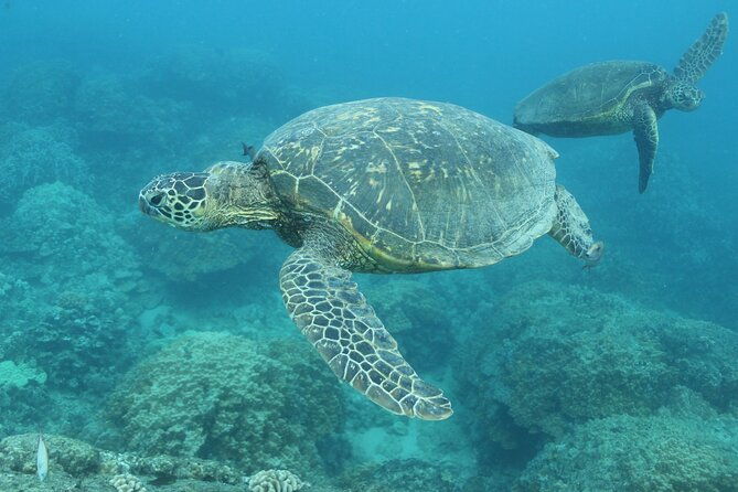 waikiki-turtle-canyon-snorkeling-with-lunch-and-hula-show