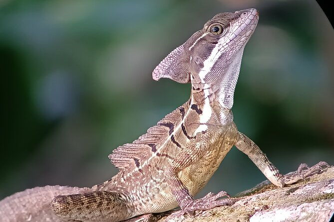 walk-and-sighting-of-flora-and-fauna-in-manuel-antonio