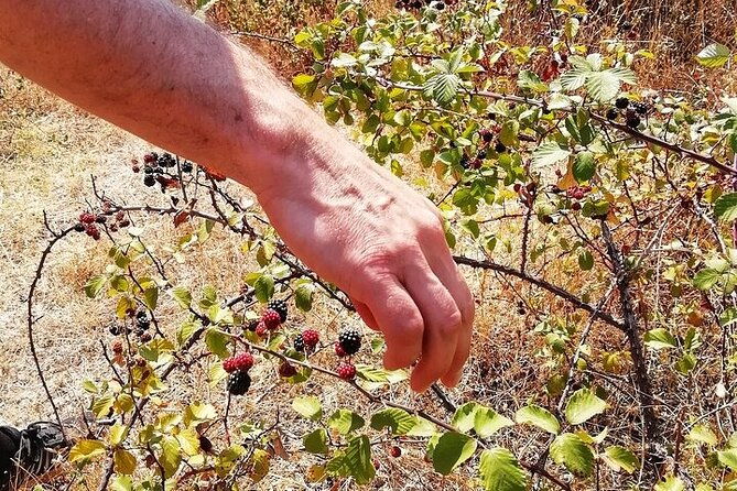 walk-on-the-alentejo-cork-forest-with-optional-lunch