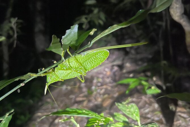 walking-guided-tour-in-monteverde-reserve