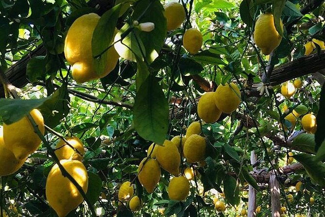 walking-tour-from-minori-to-maiori-along-the-path-of-the-lemons