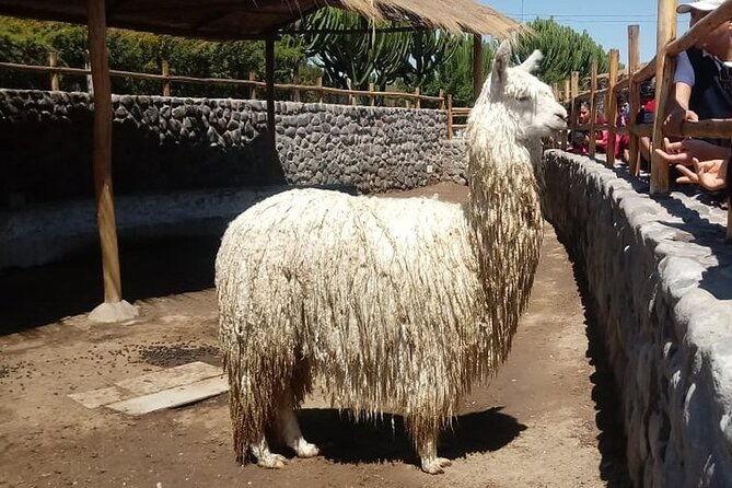 walking-tour-through-the-historic-center-of-arequipa