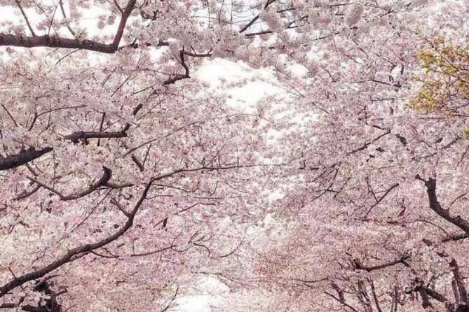 washington-d-c-cherry-blossom-1-day-tour-from-new-york