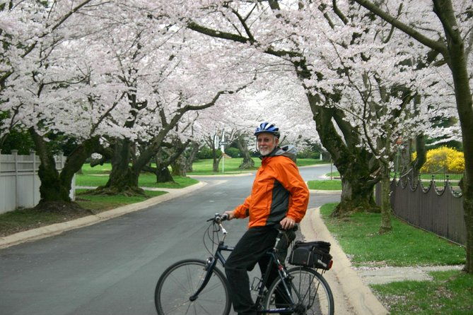 washington-dc-cherry-blossoms-by-bike-tour