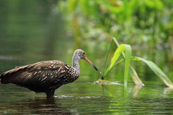 wekiva-wildlife-kayaking-adventure-tour