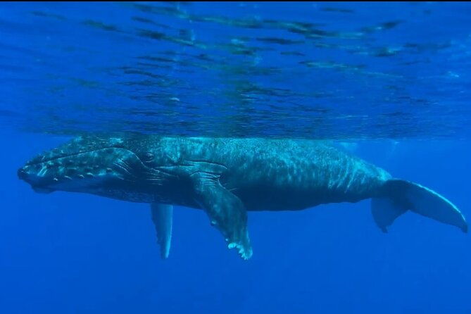 west-maui-sunset-whale-watch