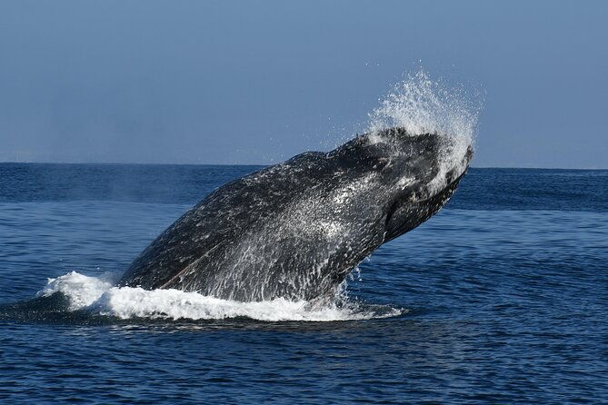 whale-and-dolphin-watching-in-san-diego