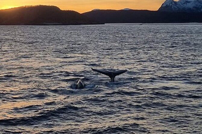 whale-safari-in-tromso