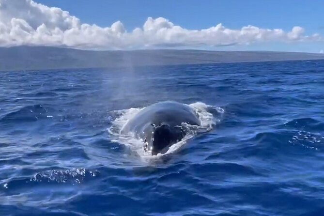 whale-watch-and-scenic-tour-from-kayak